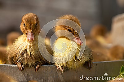 Musk duck ducklings Stock Photo