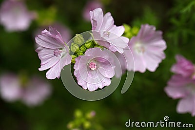 Musk Mallow (Malva moschata) Stock Photo