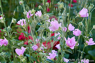 Musk mallow in summer Stock Photo