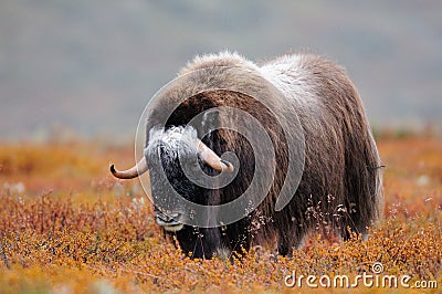 Musk ox in autumn landscape Stock Photo