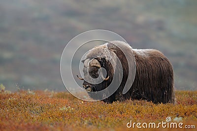 Musk ox bull in autumn landscape Stock Photo