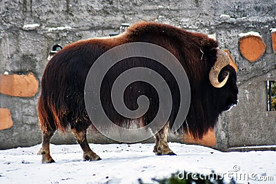 Musk ox grazing in the snow Stock Photo