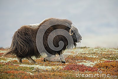 Musk ox running Stock Photo