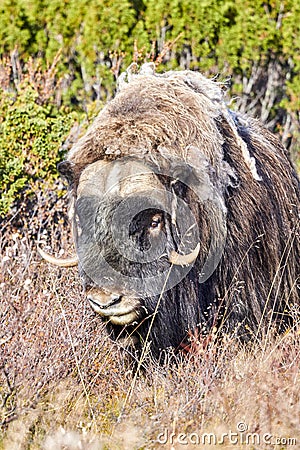 A musk ox in Scandinavia’s mountain region in autumn Stock Photo