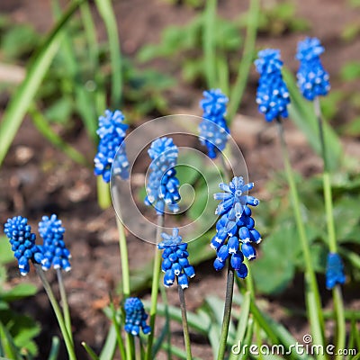 Muskari flowers Stock Photo