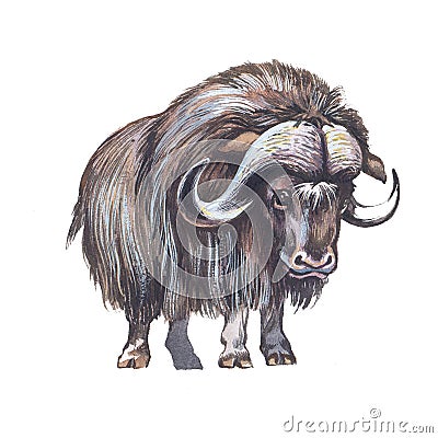 Muskox Stock Photo