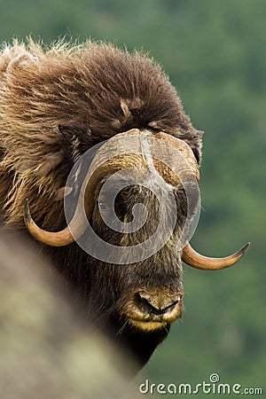 The MuskOx Stock Photo