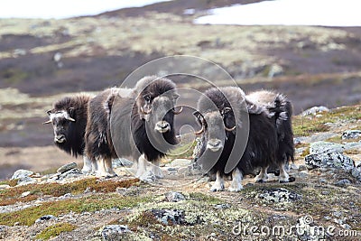 Muskox in Dovrefjell national park, Norway Stock Photo