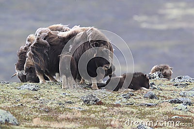 Muskox in Dovrefjell national park, Norway Stock Photo