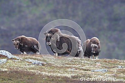 Muskox in Dovrefjell national park, Norway Stock Photo