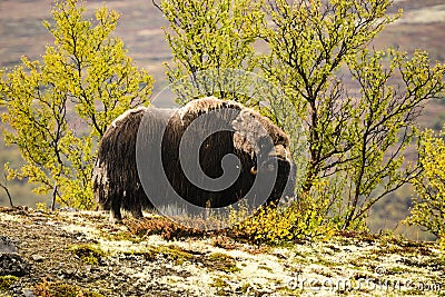 Muskox in Dovrefjell National Park, Norway Stock Photo