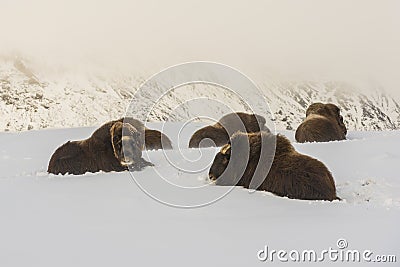 Muskox Group Dovrefjell Stock Photo