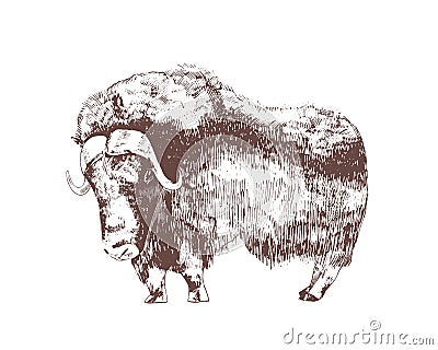 Muskox hand drawn with contour lines on white background. Monochrome sketch drawing of herbivorous hoofed bovine animal Vector Illustration