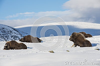 Muskox Sitting Dovrefjell Norway Stock Photo