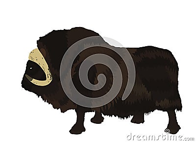 Muskox vector illustration isolated on white background. Musk ox beef. Vector Illustration