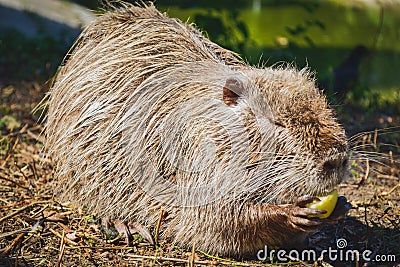 Muskrat eating an apple Stock Photo