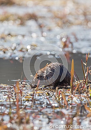 Muskrat eating fish Stock Photo