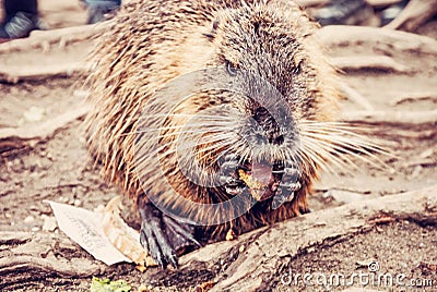 Muskrat is eating gingerbread, red filter Stock Photo