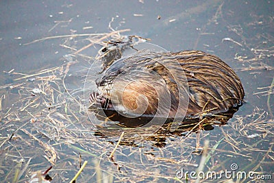 Muskrat eating grass in water Stock Photo