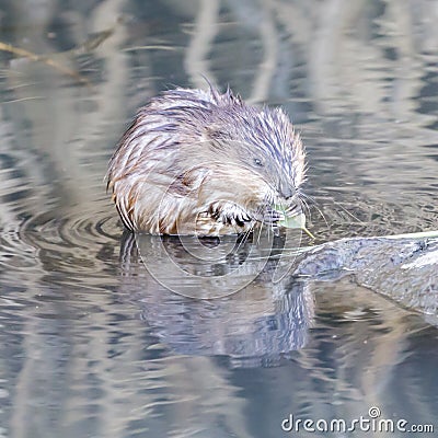 Muskrat eating a leaf in Marsh, showing its long claws. Stock Photo