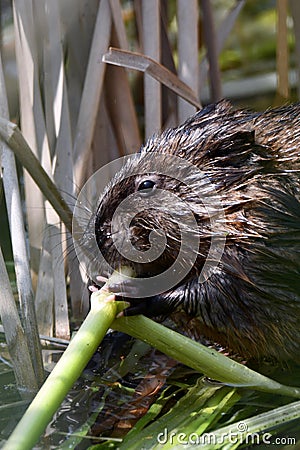 Muskrat eating spring green reeds along the shore Stock Photo