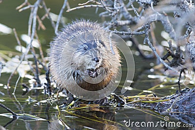 Muskrat facing front Stock Photo