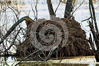 Muskrat House Stock Photo