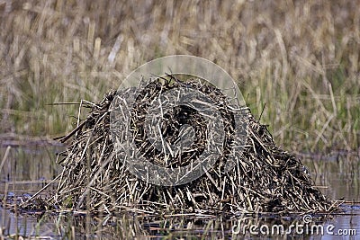 Muskrat Lodge 806998 Stock Photo