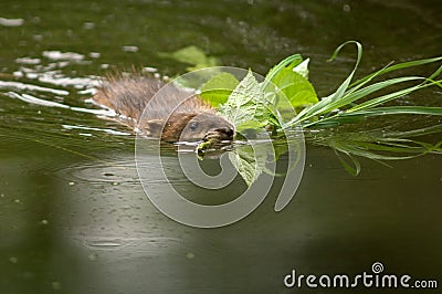 Muskrat with mouth full of food Stock Photo