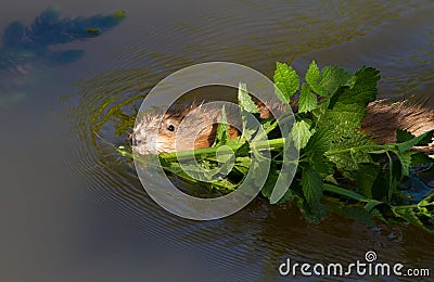 Muskrat, musquash, ondatra zibethicus. The muskrat floats on the river and holds a branch in its teeth Stock Photo