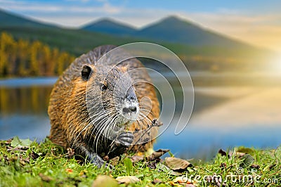 Muskrat Ondatra zibethica in spring Stock Photo