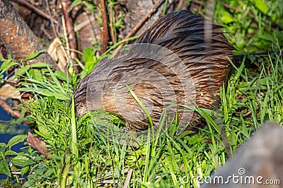 Muskrat Ondatra zibethicus with a mouth full of grass in summer Stock Photo