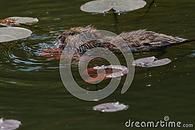 Muskrat - Ondatra zibethicus Stock Photo