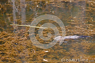 Muskrat Ondatra zibethicus swampy pond habitat Stock Photo