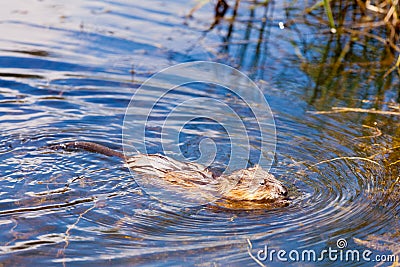 Muskrat Ondatra zibethicus swimming swampy pond Stock Photo