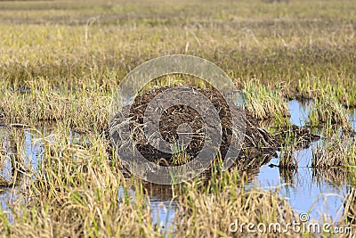 Muskrat`s home in spring in the Russian Arctic Stock Photo