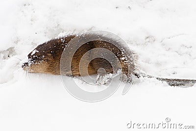 Muskrat in snow Stock Photo