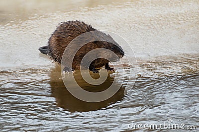 Muskrat - Ondatra zibethicus Stock Photo