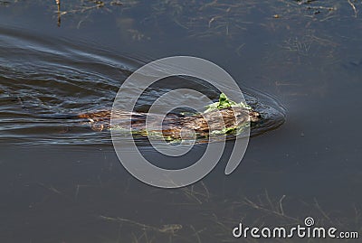 Muskrat swimming with green plants Stock Photo