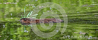 Muskrat swimming with green plants Stock Photo