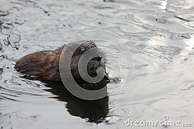 Muskrat swimming in the lake close up portrait Stock Photo