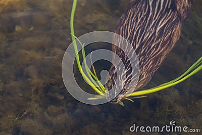 Muskrat Swimming With Plants In His Mouth Stock Photo