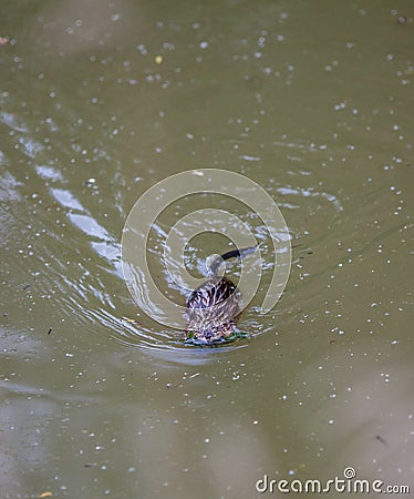 Muskrat swimming with vegetation in its mouth Stock Photo