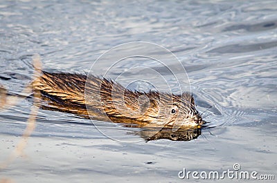 Muskrat & x28;Ondatra Zibethicus& x29; swims along in reflective and sparkling clear blue water Stock Photo