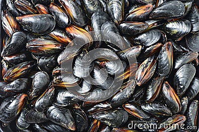 Mussel for backround Stock Photo