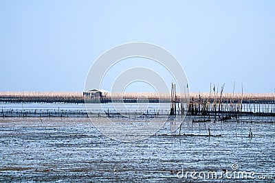 Mussel farm in sea along the mangrove forest Stock Photo