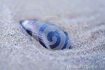 Mussel Shell Stock Photo