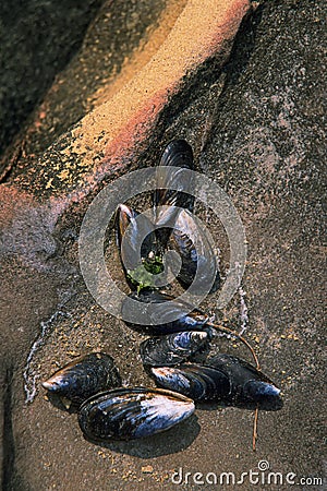 Mussell Shells Stock Photo