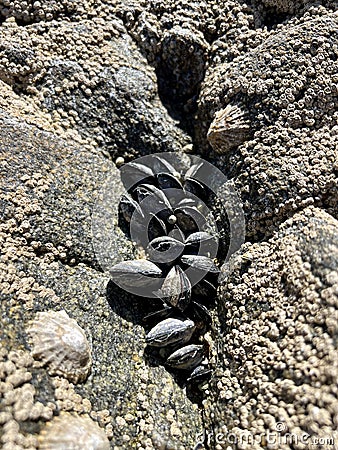 Mussels, barnacles and limpets in crevices Stock Photo