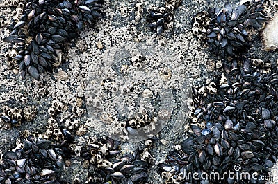 Mussels, barnacles and limpets in Galicia Stock Photo